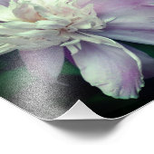Lavendel Peony Blume in Blüte Nah bis 8x8 Fotodruck (Ecke)