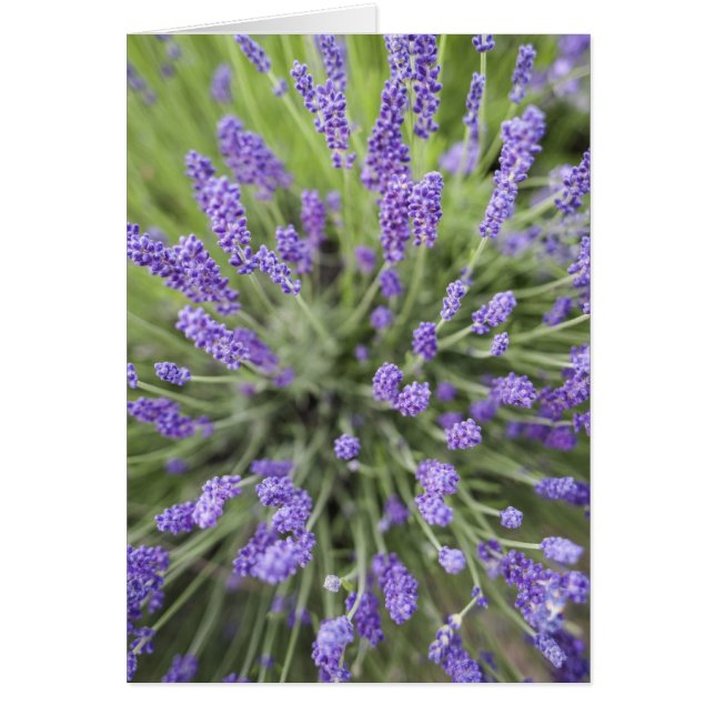 Lavendel-Pflanze (Vorne)