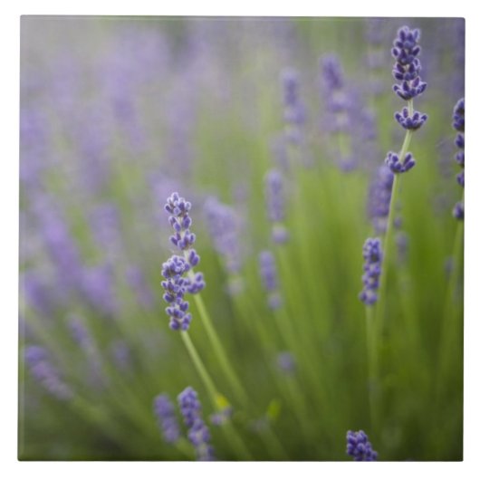 Lavendel-Pflanze 2 Fliese (Vorderseite)