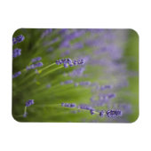Lavendel Pflanze 2 Magnet (Horizontal)