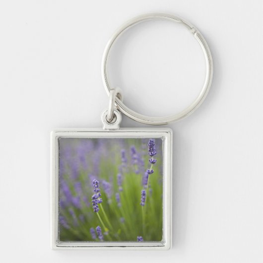 Lavendel Pflanze 2 Schlüsselanhänger (Vorne)