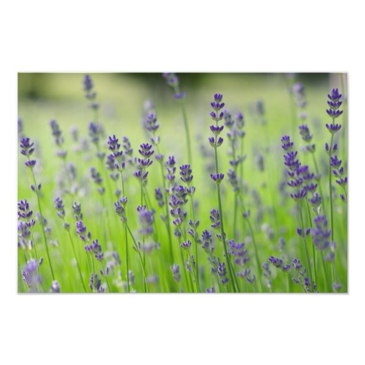 Lavendel Pflanze Blume Feld Natur nahe Details Fotodruck (Vorne)