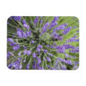 Lavendel-Pflanze Magnet (Horizontal)