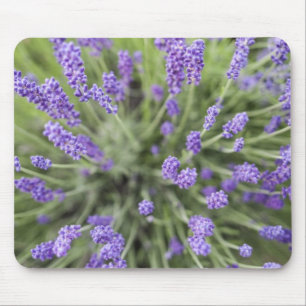Lavendel-Pflanze Mousepad