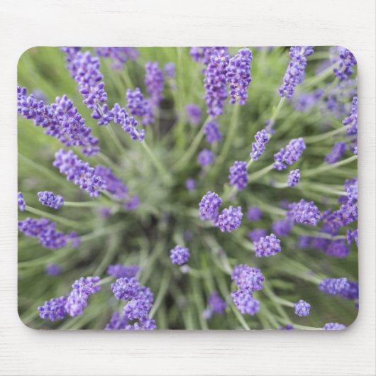Lavendel-Pflanze Mousepad (Vorne)