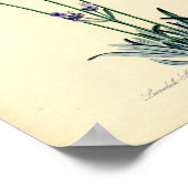 Lavendel Pflanze Poster (Ecke)