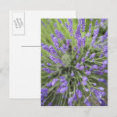 Lavendel-Pflanze Postkarte (Vorne/Hinten)