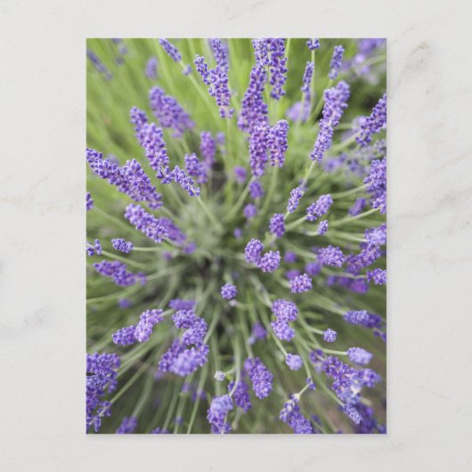 Lavendel-Pflanze Postkarte (Vorderseite)