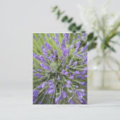 Lavendel-Pflanze Postkarte (Stehend Vorderseite)