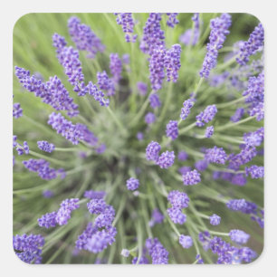 Lavendel-Pflanze Quadratischer Aufkleber