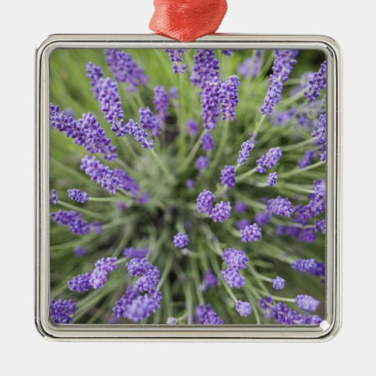 Lavendel-Pflanze Silbernes Ornament (Vorne)