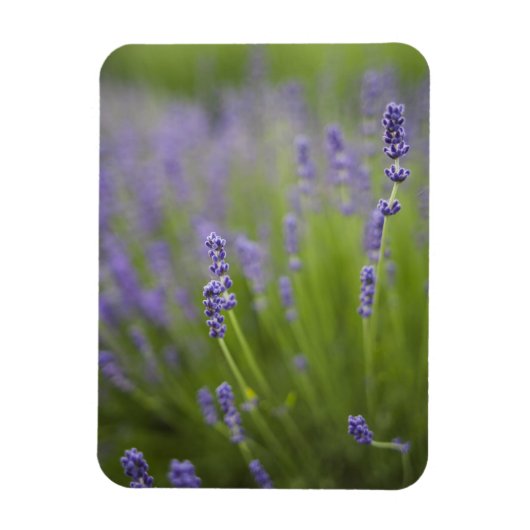 Lavendel Pflanzen 2 Magnet (Vertikal)