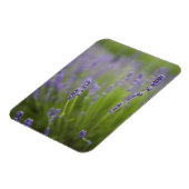 Lavendel Pflanzen 2 Magnet (Linke Seite)