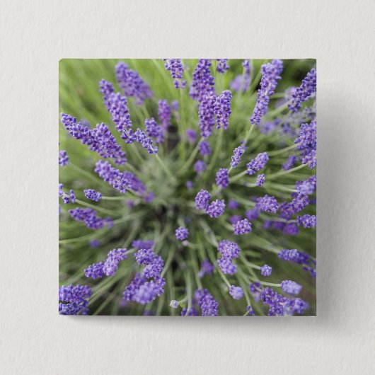 Lavendel-Pflanzen Button (Vorderseite)