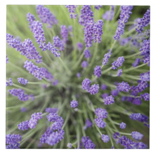Lavendel-Pflanzen Fliese