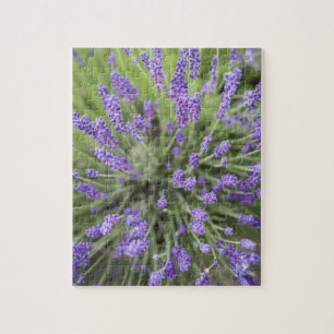 Lavendel-Pflanzen Puzzle