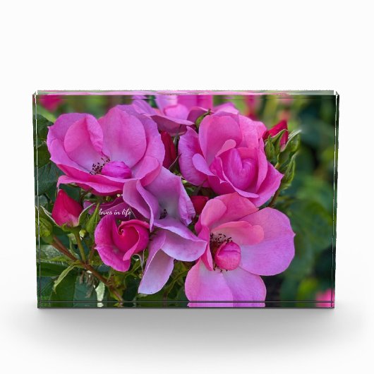 Lavendel Pink Rose Fotoblock (Vorderseite)