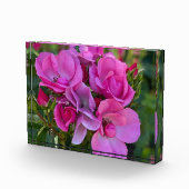 Lavendel Pink Rose Fotoblock (Rechts)