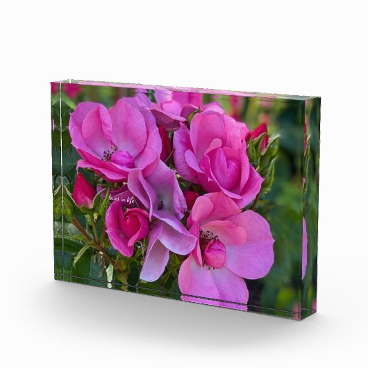 Lavendel Pink Rose Fotoblock (Rechts)