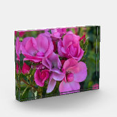 Lavendel Pink Rose Fotoblock (Links)