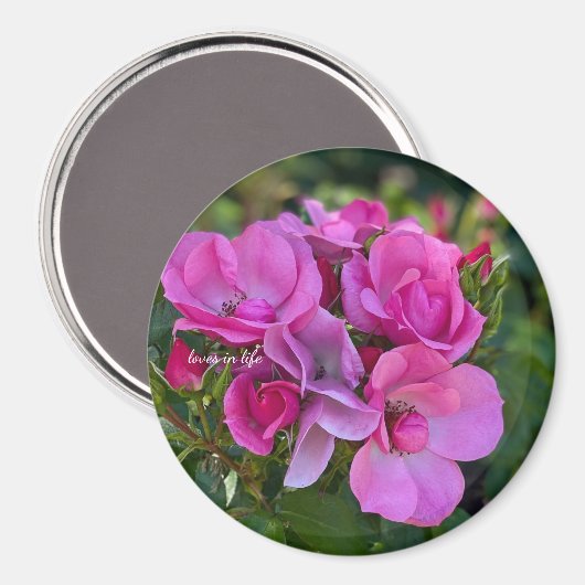 Lavendel Pink Rose Magnet (Vorderseite/Rückseite)