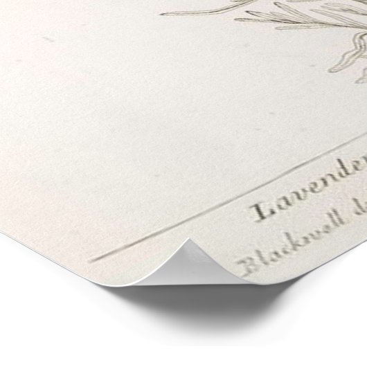 Lavendel-Plakat Poster (Ecke)