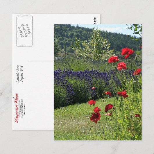 Lavendel & Poppies Postkarte (Vorne/Hinten)