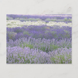 Lavendel Postcard Postkarte