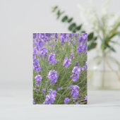 Lavendel Postcard Postkarte (Stehend Vorderseite)