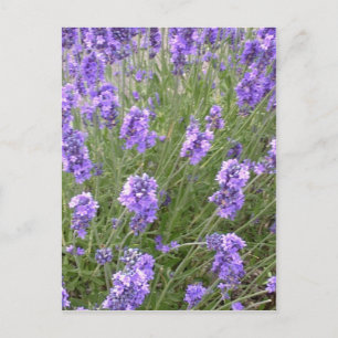 Lavendel Postcard Postkarte