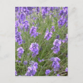 Lavendel Postcard Postkarte (Vorderseite)
