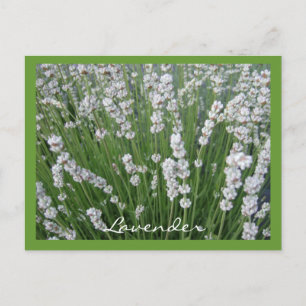 Lavendel Postcard Postkarte