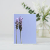Lavendel Postcard Postkarte (Stehend Vorderseite)
