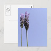 Lavendel Postcard Postkarte (Vorne/Hinten)