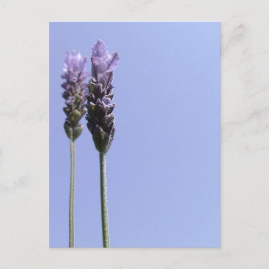 Lavendel Postcard Postkarte (Vorderseite)