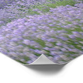 Lavendel Poster (Ecke)