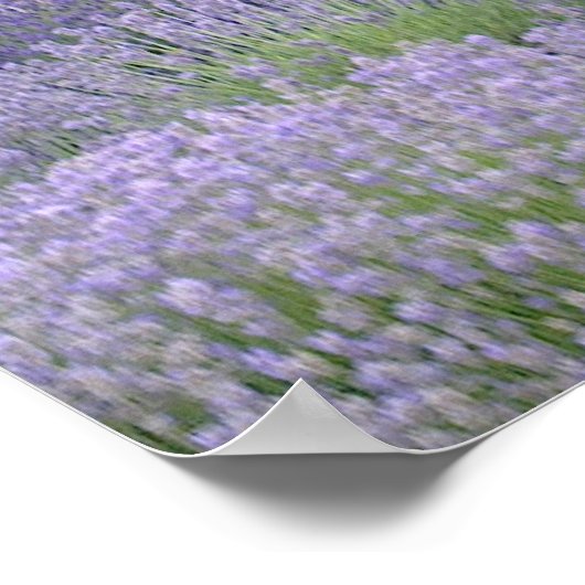 Lavendel Poster (Ecke)