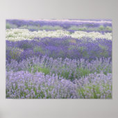 Lavendel Poster (Vorne)