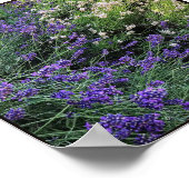 Lavendel Poster (Ecke)
