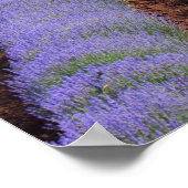 Lavendel Poster (Ecke)