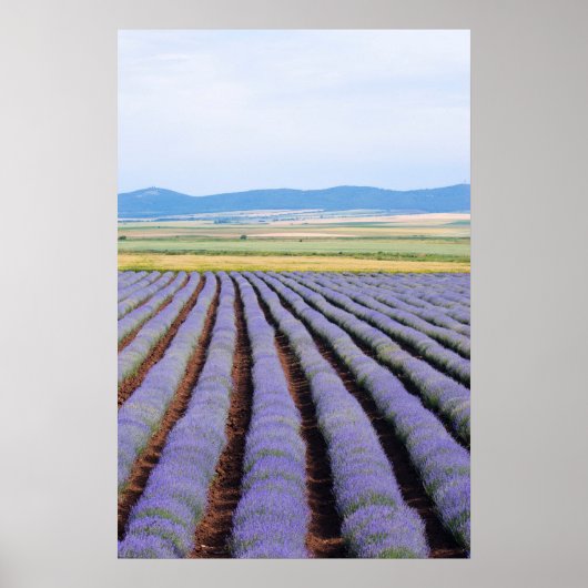 Lavendel Poster (Vorne)