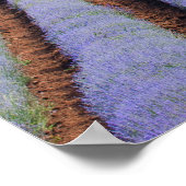 Lavendel Poster (Ecke)