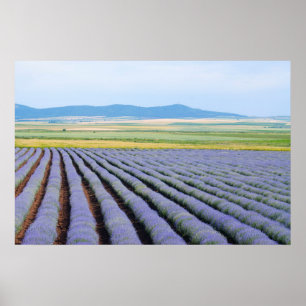 Lavendel Poster
