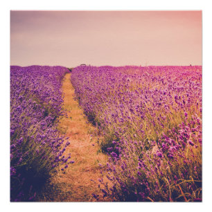 Lavendel Poster