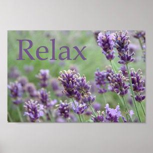 Lavendel Poster