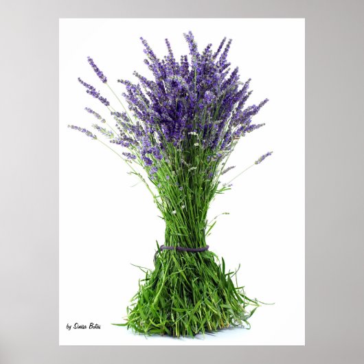 Lavendel Poster (Vorne)