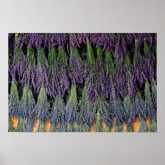 Lavendel Poster (Vorne)