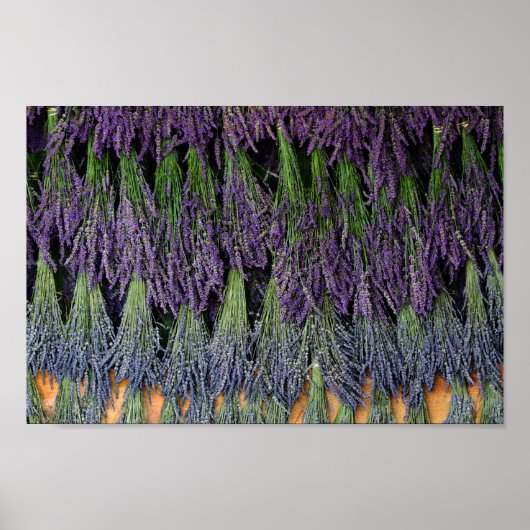 Lavendel Poster (Vorne)