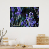 Lavendel Poster (Küche)