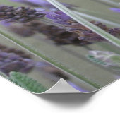 Lavendel Poster (Ecke)